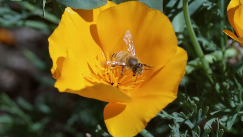 Bee Pollinating Flower