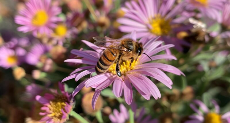 Bee on a Flower, Pollinator-Friendly Farming