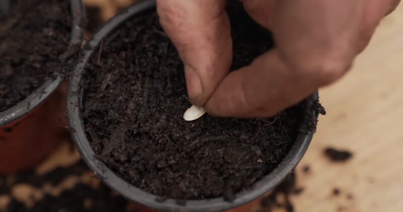 Planting a seed into a pot
