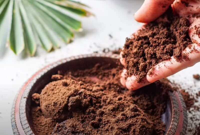 Coffee Grounds as Organic Fertilizer