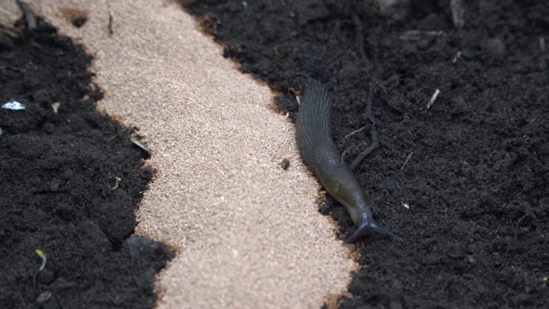 Controlling slugs and snails with Iron Phosphate