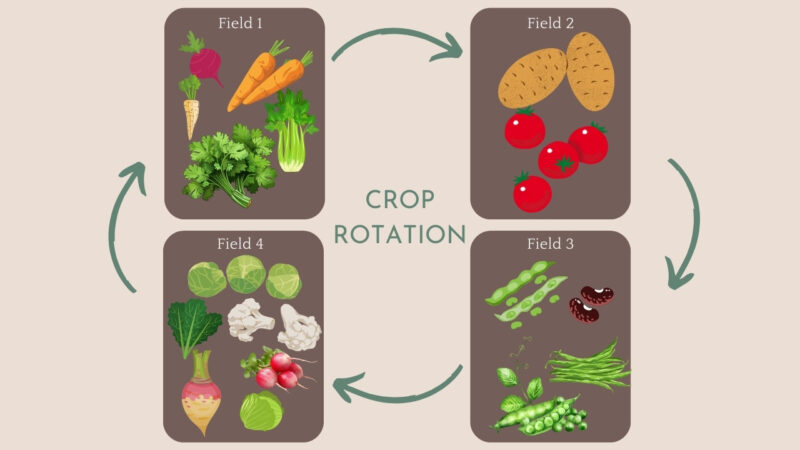 Illustration of Crop Rotation in Organic Farming