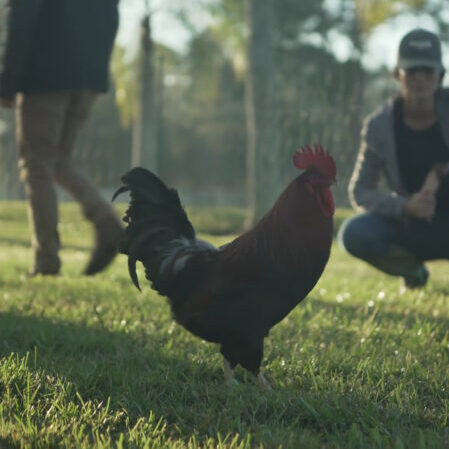 Farm-to-Table-Chickens-and-Rooster