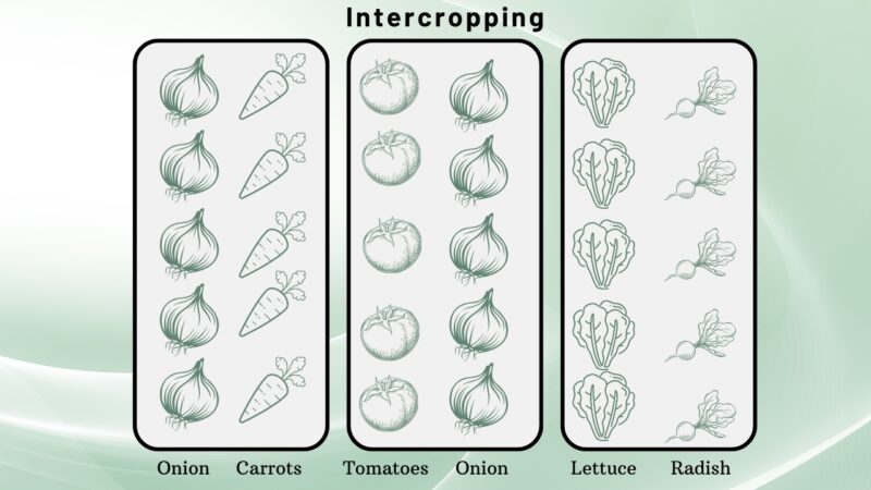 Intercropping - Illustration
