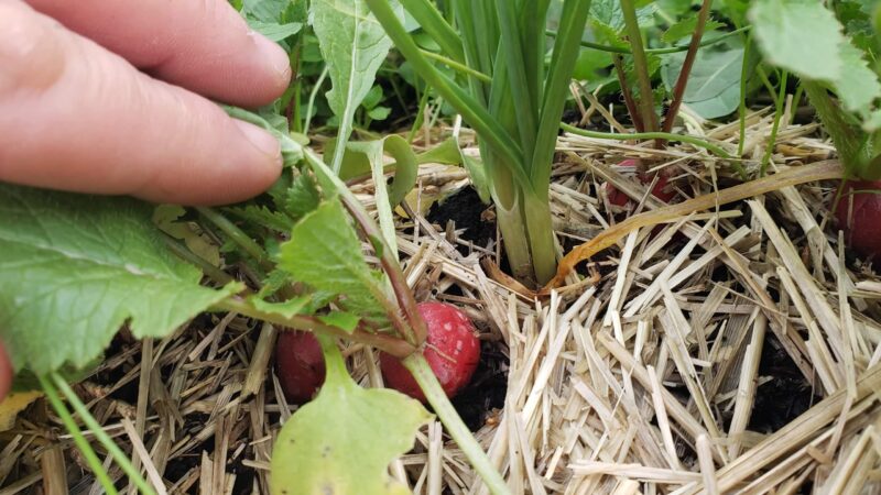Intercropping in Organic Farming