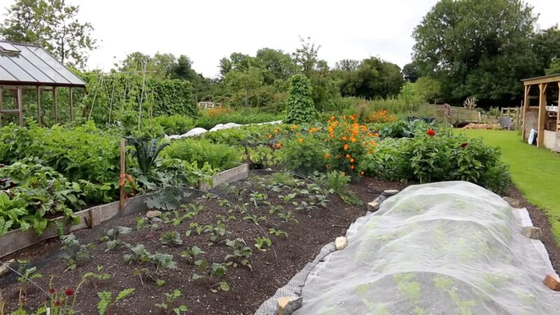 View of the garden with organic vegetables