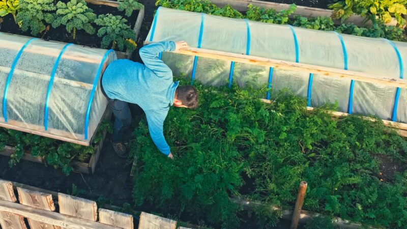 Planting garden in raised beds