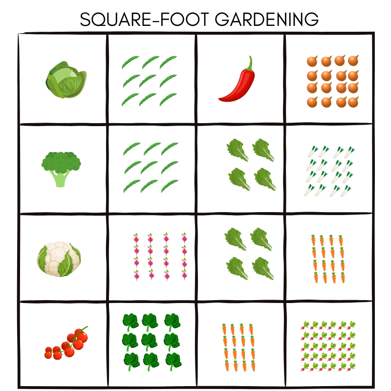 Square-Foot Gardening - Illustration