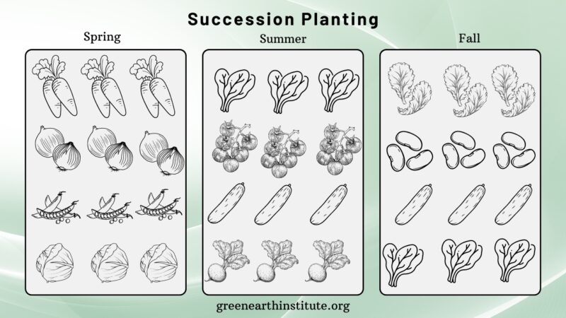 Succession Planting - Illustration