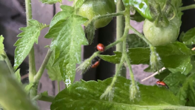 Use of Ladybugs in the Organic Garden