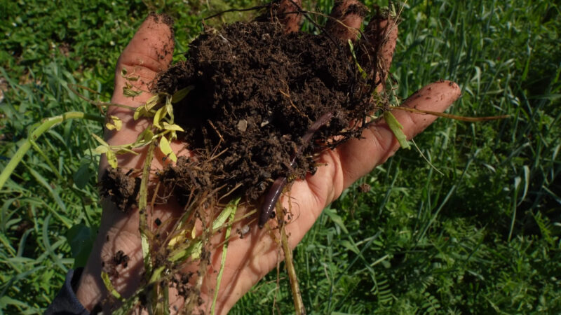 Earthworms - Cover Crops