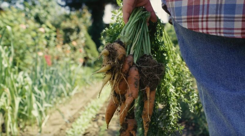 woman holding carrots in hand