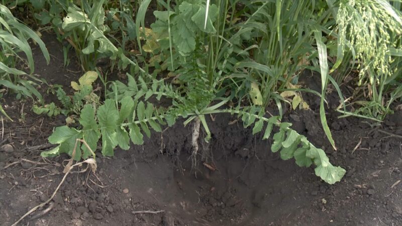 Radishes as a cover crop