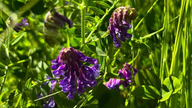 Vetch - Cover Crops - Nutrients