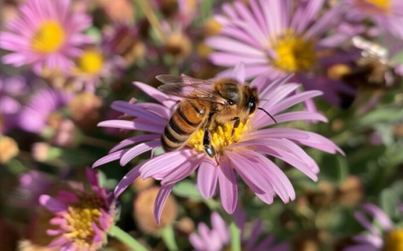 Bee on a Flower, Pollinator-Friendly Farming