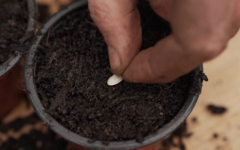 Planting a seed into a pot