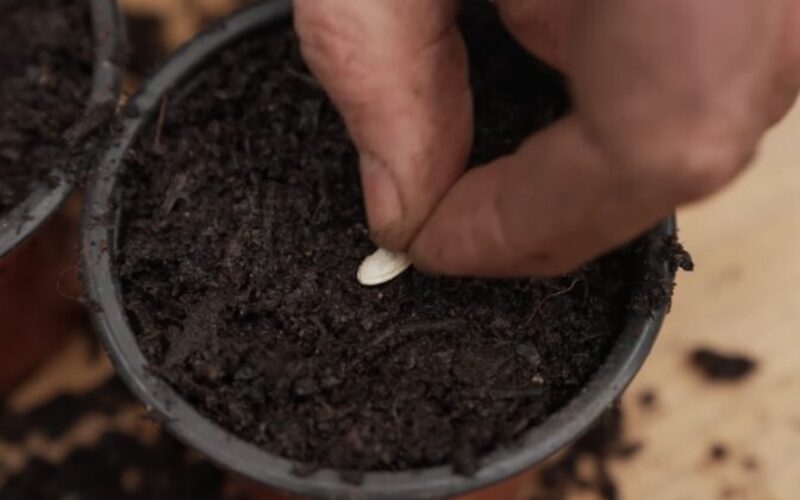 Planting a seed into a pot