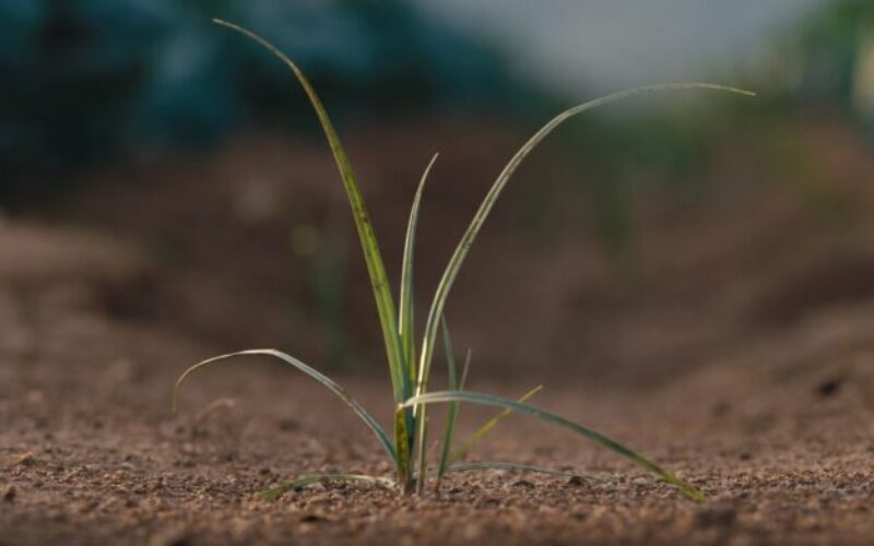 garden weeds