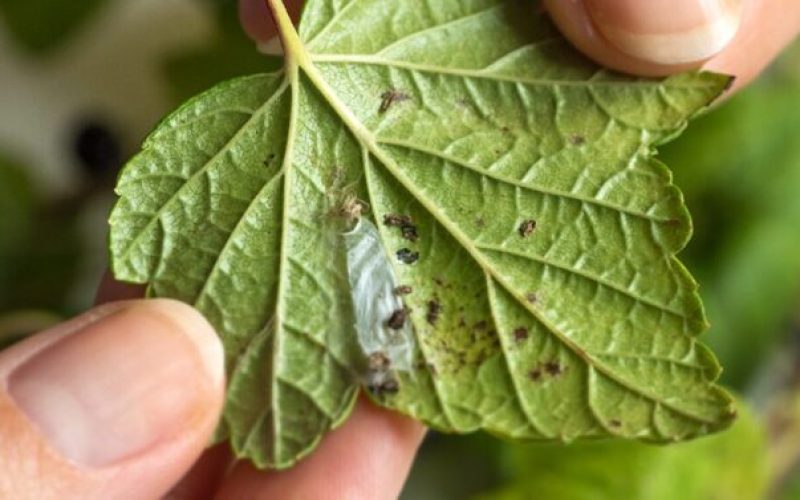 preventing diseases in organic farming