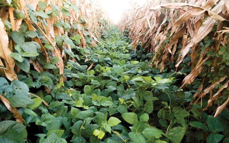why are cover crops useful